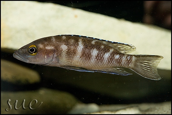 Neolamprologus buescheri 'Kombe'